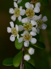 Triplarina imbricata