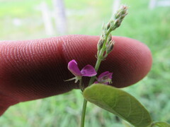 Desmodium