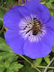 Apis mellifera