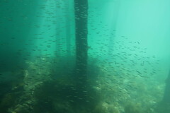 Spratelloides robustus