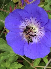 Apis mellifera
