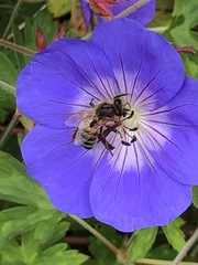 Apis mellifera