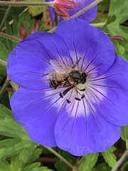 Apis mellifera
