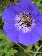 Apis mellifera