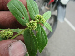 Euphorbia hirta