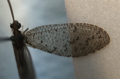 Hemerobius pacificus