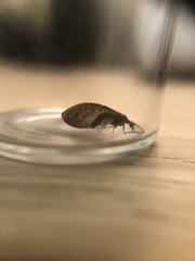 Hemerobius pacificus