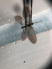 Hemerobius pacificus
