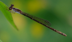 Agriocnemis femina