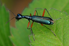 Neocollyris