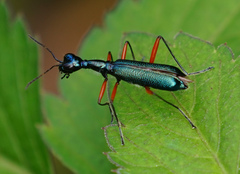 Neocollyris
