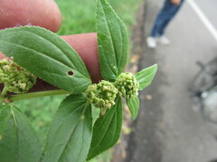 Euphorbia hirta