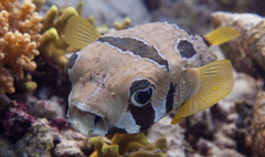 Diodon liturosus