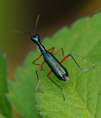 Neocollyris