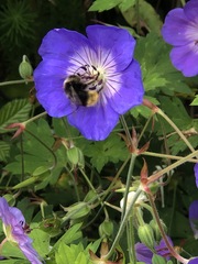 Bombus