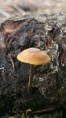 Heimiomyces fulvipes