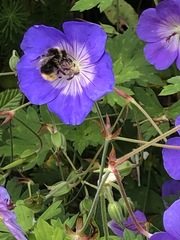 Bombus