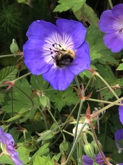 Bombus