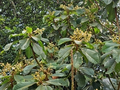 Saurauia