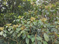 Saurauia
