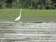 Ardea alba