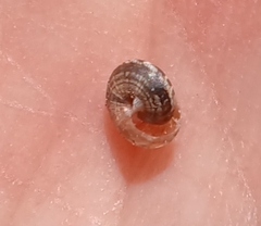 Xeroplexa intersecta