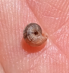 Xeroplexa intersecta