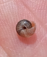 Xeroplexa intersecta