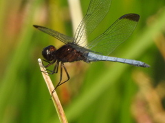 Erythrodiplax atroterminata