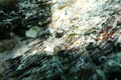 Chlorodiloma odontis