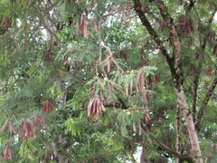 Leucaena leucocephala