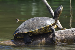 Trachemys venusta