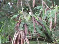 Leucaena leucocephala