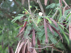 Leucaena leucocephala