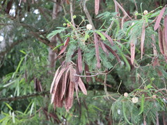 Leucaena leucocephala