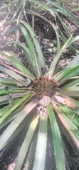 Bromelioideae