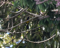 Icterus prosthemelas