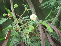 Leucaena leucocephala