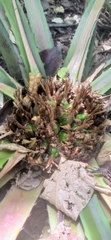 Bromelioideae