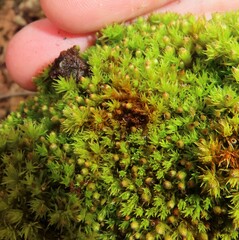 Orthotrichum anomalum