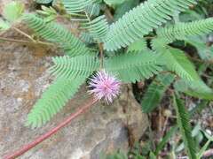 Mimosa pudica