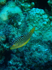 Canthigaster solandri