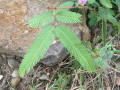 Mimosa pudica