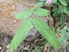 Mimosa pudica