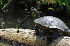 Trachemys venusta
