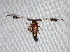 Image of Cirrhicera cristipennis