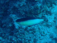 Anampses neoguinaicus
