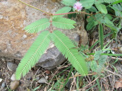 Mimosa pudica