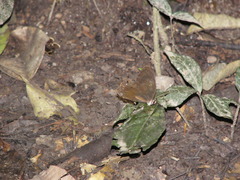 Haetera piera