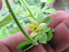 Cleome viscosa